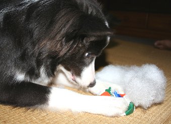 必死に綿を取り出す犬