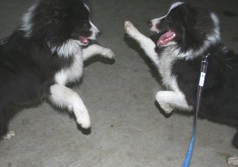 兄弟犬と遊ぶボーダーコリー