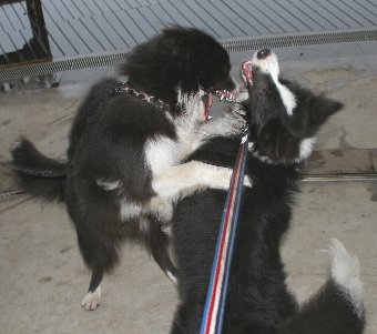 犬の遊び方