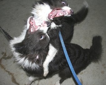 大口を開けて遊ぶ犬たち