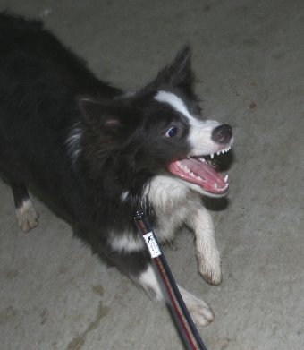 遊びに夢中な犬