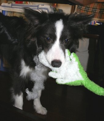 オモチャを持って逃げる犬