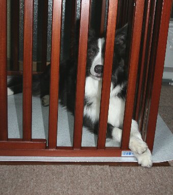 サークルの中からアピールする犬