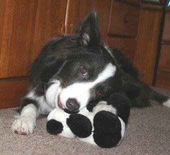 パンダのぬいぐるみを噛む犬