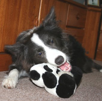 ぬいぐるみをかじる子犬