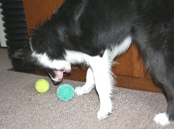2つのボールで迷う犬