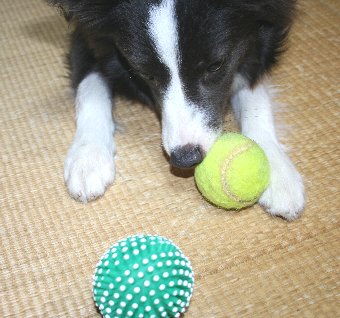 2つのボールで遊ぶ犬