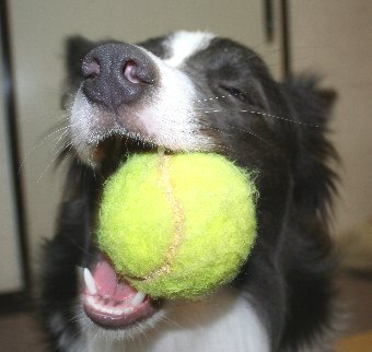 テニスボールをくわえる犬