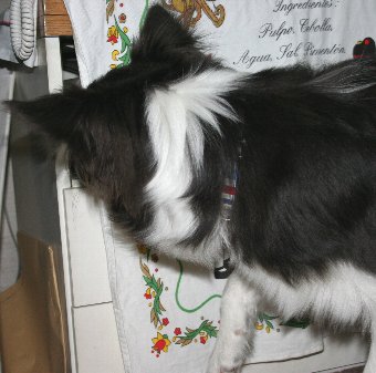 いたずら直前の犬