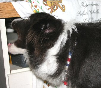 新しいオモチャを見つけた犬