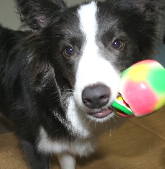 お気に入りのオモチャをくわえる犬