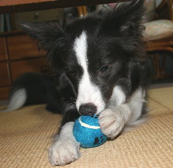 テニスボールをむしる犬