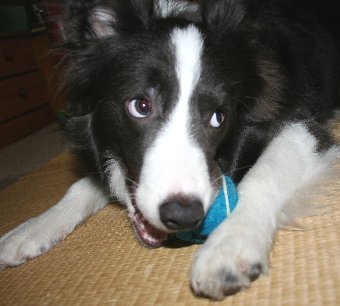 ボールを取られそうなり警戒する子犬