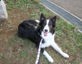 初めての公園でご機嫌な犬