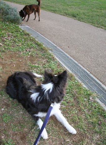 犬を気にしながらも待つ犬