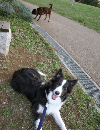 公園でも待てが出来た犬