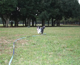 ロングリードで遊んでもらう犬