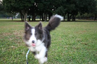 走ってくるボーダーコリー