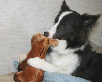 馬のぬいぐるみと遊ぶ犬