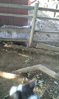 初めてヤギに会った犬