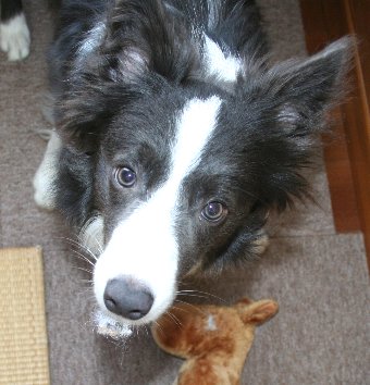 口に綿がついている犬