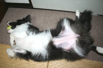お腹を見せるボーダーコリー