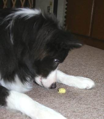 初めての食材に慎重になる犬