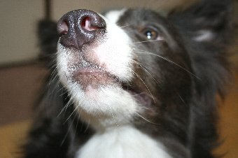 鼻の中がピンク色の犬