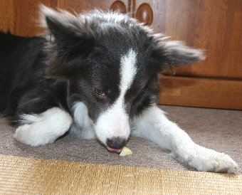 お芋を味わいながら食べる犬