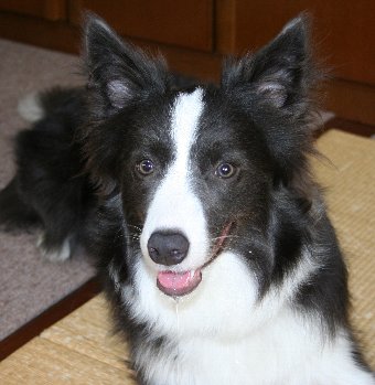 よだれを垂らす犬