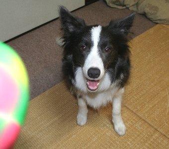 遊ぶ気満々な犬
