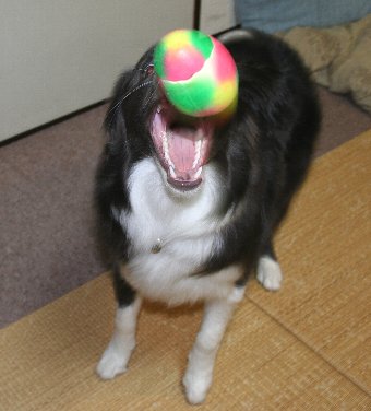 オモチャを取る直前の犬