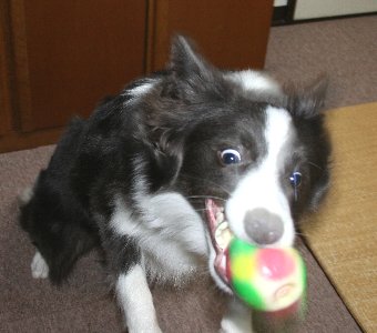 必死にオモチャに食いつく犬