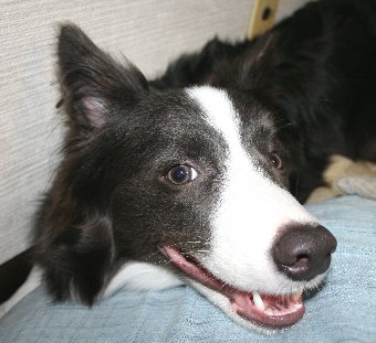 遊んでもらってご機嫌な犬