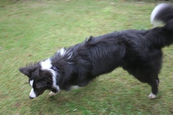 庭遊びをする犬