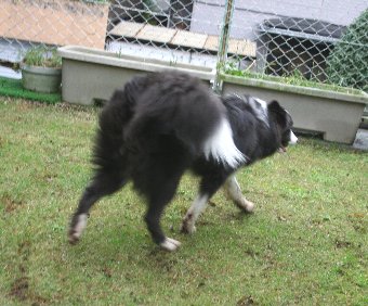 庭で遊んで足がドロドロになった犬