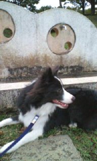 公園の水飲み場を怖がる犬