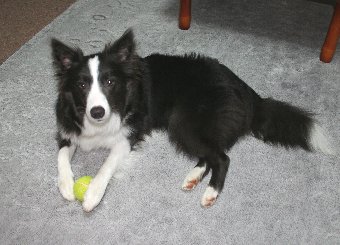 ホットカーペットの上でくつろぐ犬
