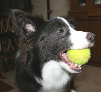 テニスボール大好きな犬