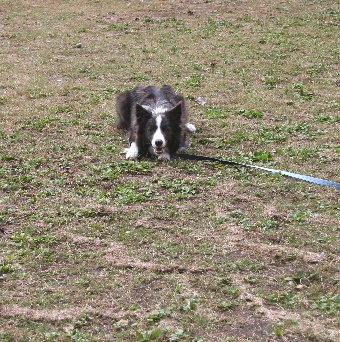 公園でロングリードで遊ぶ犬