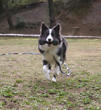 オモチャを持ってくる犬