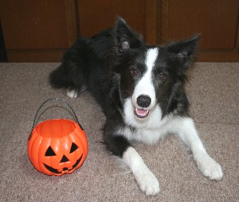 ハロウィンのかぼちゃと犬