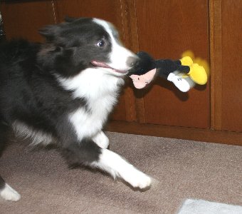 オモチャをくわえて走る犬