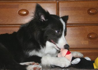 ぬいぐるみを破壊する犬