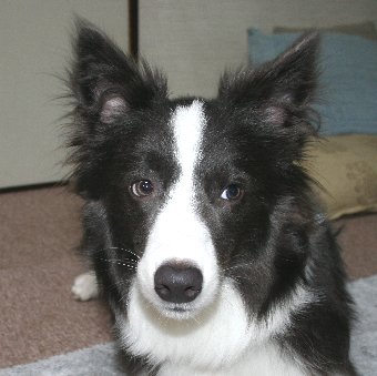 不満顔をする犬