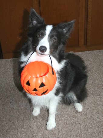 ハロウィンカボチャをくわえる犬