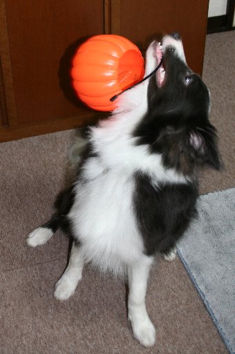 ハロウィンカボチャを振り回す犬