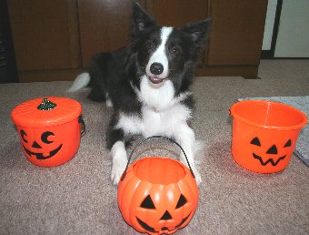 ハロウィンのカボチャと犬