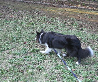 大きな公園で何かを見つけたボーダーコリー