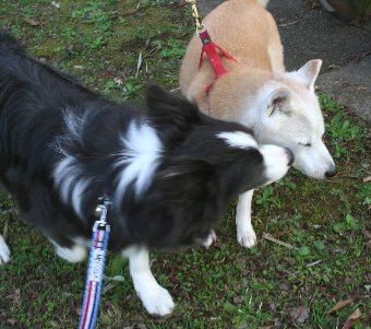 大好きな柴犬に会ったボーダーコリー